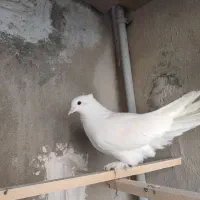 کفتر سفید کاکولی پاپر|پرنده|قلعه نو, |دیوار