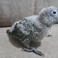 طوطی گرینچیک بلک کپ|پرنده|قائم‌شهر, |دیوار