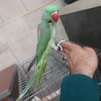 باعرض سلام ووقت بخیرشاه طوطی کاملادستی ودوستداشتنی