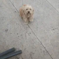 توله پاپی پشمالو درجه یک