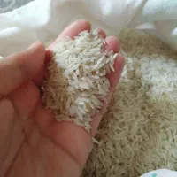 برنج هاشمی