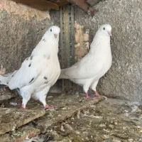 کفتر دهنجور پرشی اصیل