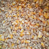 خوراک دام و طیور