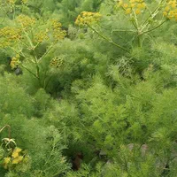 ۲تن کاه|لوازم جانبی حیوانات|کازرون, |دیوار