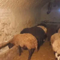 فروش یک عدد میش بدون بره