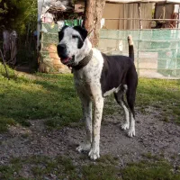 سگ الابای روس جهت جفت