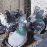 آلمانی کفتر بوم رنجر کفتر جنگی|پرنده|مشهد, کوشش|دیوار