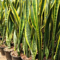 سانسوریا شمشیری ابلق|گل و گیاه طبیعی|شهریار, اسکمان|دیوار