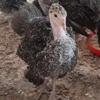 جوجه بوقلمون برنز|حیوانات مزرعه|گرگان, |دیوار