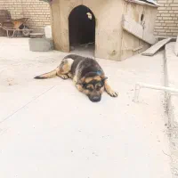 توله ژرمن