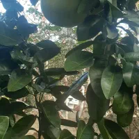 نهال بادرنگ(بالنگ)|خدمات باغبانی و درختکاری|رشت, رودباری|دیوار