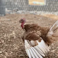 بوقلمون|حیوانات مزرعه|سرپل ذهاب, |دیوار