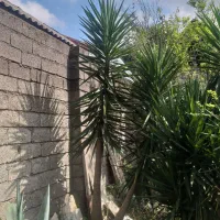 گل یوکا۳متری|گل و گیاه طبیعی|سنگر, |دیوار