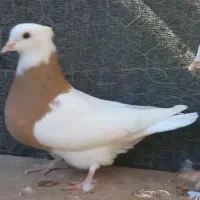 خربدار کبوتر ماده طوقی