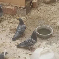 جفت مگس|پرنده|خاش, |دیوار