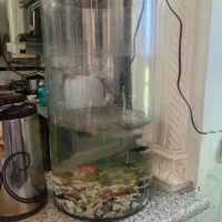 آکواریم با تجهیزات|ماهی|شیراز, تندگویان|دیوار