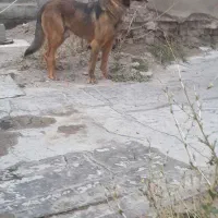 سگ عراقی