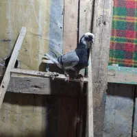 کبوتر|پرنده|بندر ترکمن, |دیوار