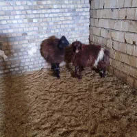 بره پروار|حیوانات مزرعه|زاغه, |دیوار