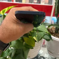Iphone 13 cha 128G|موبایل|شیراز, زند|دیوار
