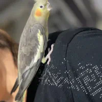 طوطی عروس رام