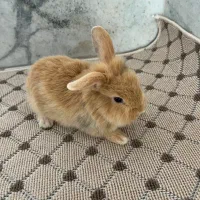 خرگوش لوپ سه عدد