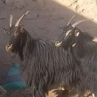 ۲راس سالار بز ترکی تازه زا شیردار ۲قلو