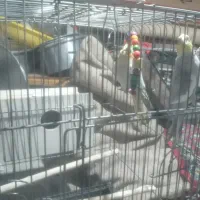 عروس هلندی|پرنده|میانه, |دیوار