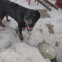 واگذاری  سگ نگهبان|سگ|قدس, شهرک صنعتی زاگرس|دیوار