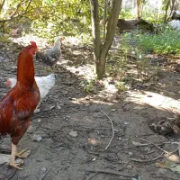 غاز اردک مرغ