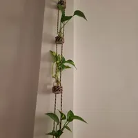 کار دست جای گل|گل و گیاه طبیعی|تهران, بهارستان|دیوار