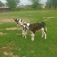 گوساله ماده هولشتاین  ۵۰ روزه هم شیر خوار هم غذا