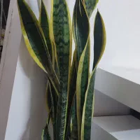 فروش چند گلدان شیک و بزرگ مناسب خانه و محل کار|گل و گیاه طبیعی|خواف, |دیوار