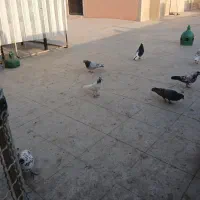 کفتر|پرنده|تهران, آذربایجان|دیوار