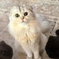 گربه اسکاتیش برای جفت گیری