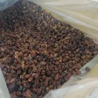 کشمش آفتابی تاکستان تحویل درب منزل|خوردنی و آشامیدنی|ساری, |دیوار