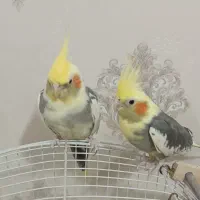 دو جفت عروس هلندی مولد و کار داده