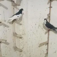 شهری تبعیدی|پرنده|شیراز, احمدآباد|دیوار