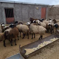 شیشک شال پشندی آبستن سنگین