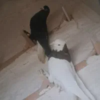 نر پریده کبوتر|پرنده|کرمان, |دیوار