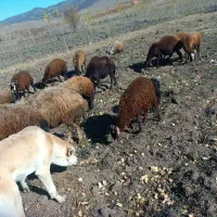 ۲۰ راس گوسفند|حیوانات مزرعه|ویلکیج, |دیوار