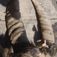 شاخ گاومیش برای چاقو سازا|کلکسیون اشیاء عتیقه|همدان, |دیوار