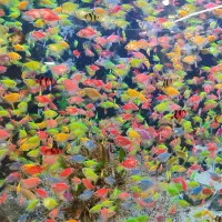 کالر 30 تا بخر 60 تا ببر|ماهی|مشهد, دوست آباد|دیوار