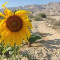 فروش یک ونیم هکتار زمین کشاورزی