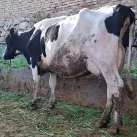 گاو وگوساله