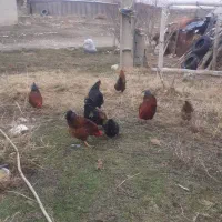 خروس محلی گوشتی|حیوانات مزرعه|ماکو, |دیوار