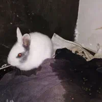 خرگوش پرورشی|موش و خرگوش|الشتر, |دیوار