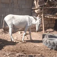 الاغ