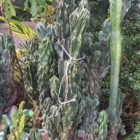 گل صخره ای بزرگ