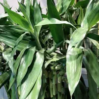 بامبو/بامبو تایلندی/رومیزی/گل آپارتمانی|گل و گیاه طبیعی|فردیس, فردیس|دیوار